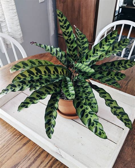 large houseplants cat safe