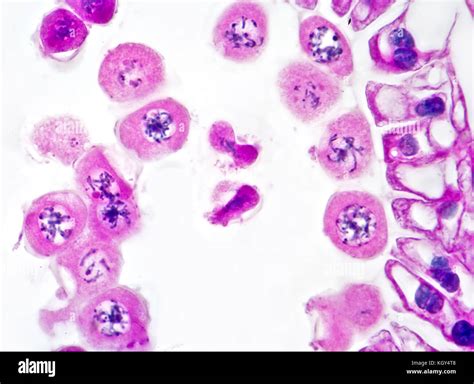 Meiosis Stages Under Microscope