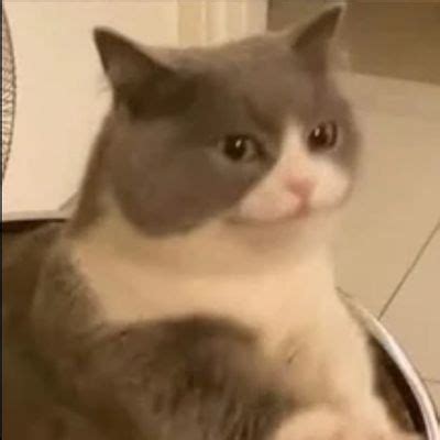 Image result for Cat HTML Code
