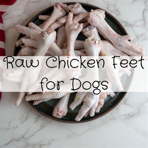 Can Dogs Have Raw Chicken Feet - EMSEKFLOL.COM