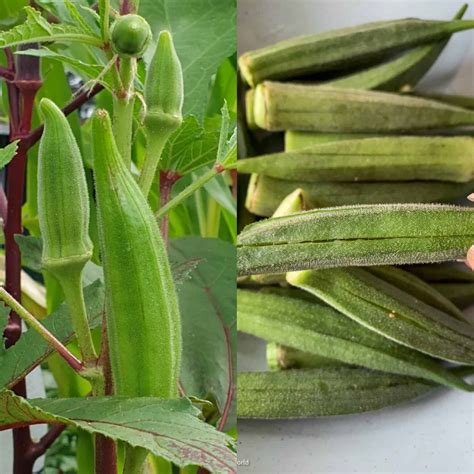 What is Okra Good For? 5 Wonderful Benefits of Okra You Need to Know ...