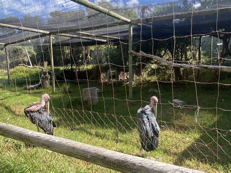 Marabou Stork Exhibit - ZooChat