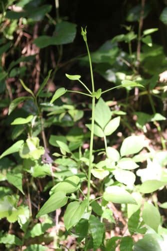 茜草 茜草统货 质量保证 产地 河南省_中药材诚实通