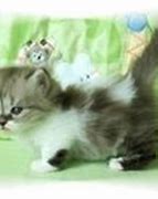 Image result for Kitten PFP Teacup