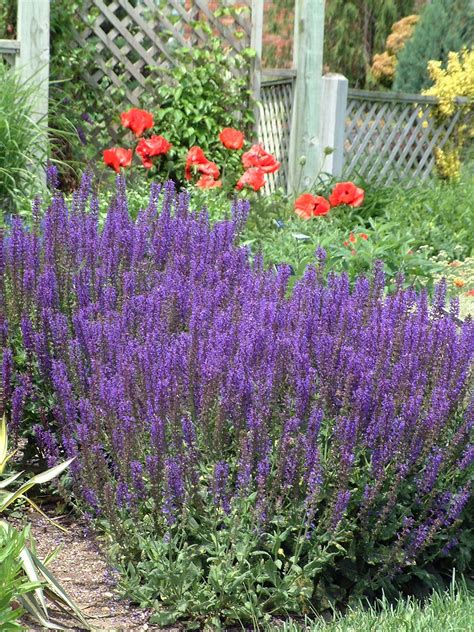 Salvia, May Night (Meadow Sage) - TheTreeFarm.com
