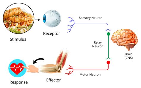 Image result for Neural Control Mechanism