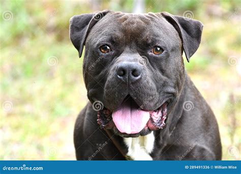 Black Cane Corso Pitbull Mix