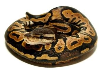 Image result for Red Royal Python