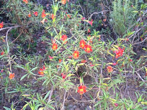 Navajo Nation Flowers Native Plants Guide