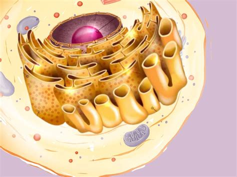 Desenho De Reticulo Endoplasmatico Rugoso