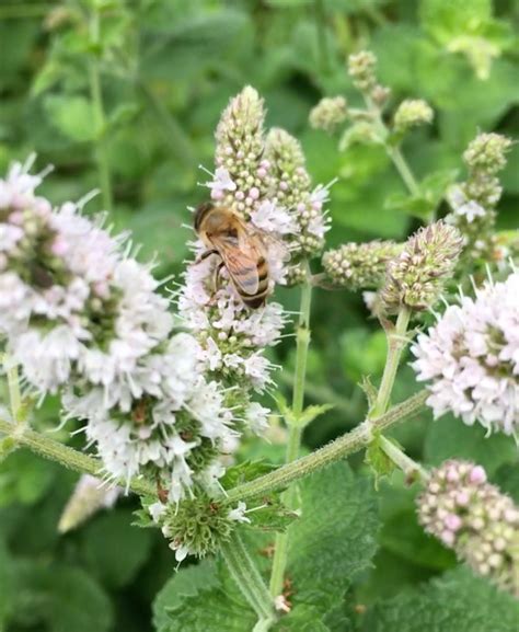 How to Find the Best Local Honey Near Me - Brighton Honey