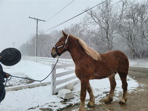 Image result for Yoder Poultry Auction