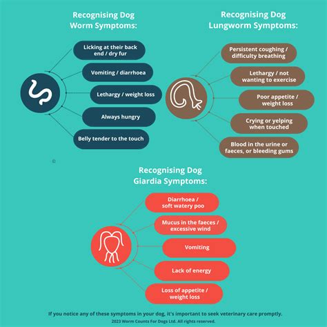 Combined Worm Count & Lungworm Test for your dog – Worm Counts for Dogs