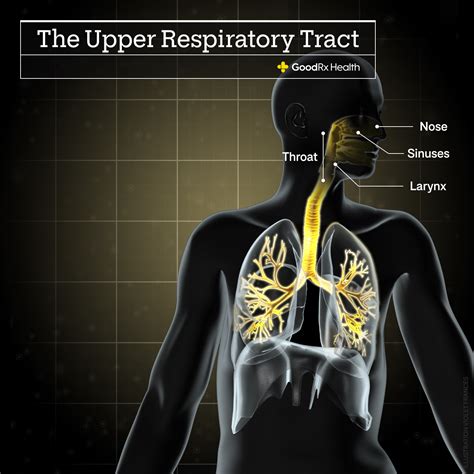 Upper Respiratory Congestionupper Respiratory Infection