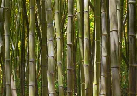 Natural bamboo forest tree wall mural - TenStickers