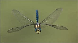 dragonflies 的图像结果
