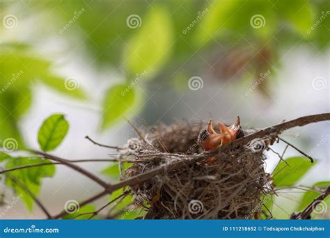 Bulbul chicks in the nest. stock photo. Image of life - 111218652