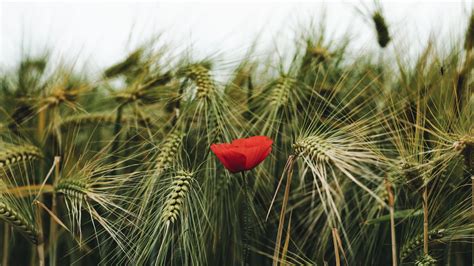 Download wallpaper 1920x1080 poppy, flowers, ears, wheat, grass full hd ...