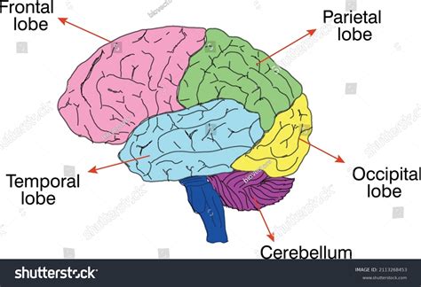 Brain Anatomy Function 的图像结果