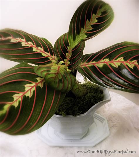 Prayers Plant - Good Old Days Florist - The Eco Florist Prayers Plant