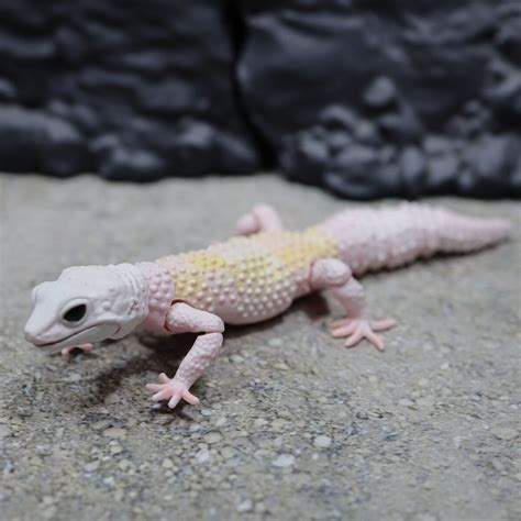 Blizzard Leopard Gecko