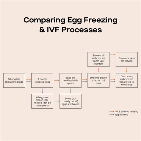 How Egg Freezing Is Done at Ellie Lowin blog