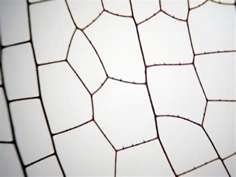 Microscopic Insects 的图像结果