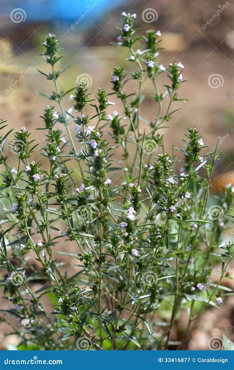Summer Savory (Satureja Hortensis) Stock Image - Image of flora ...