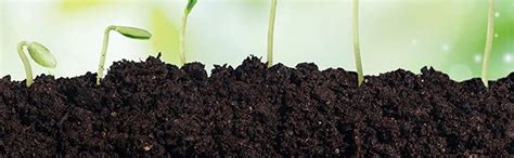 SAPRETAILER Enriched Vermicompost Manure Fertilizer Complete Plant Food ...