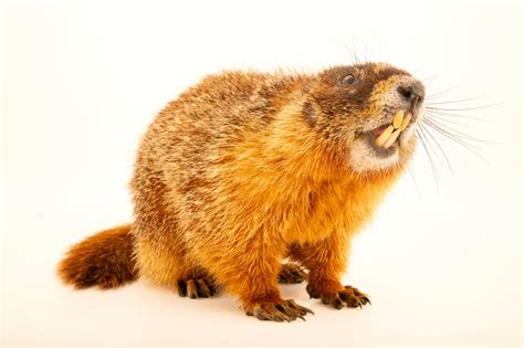 ANI049-00071 - Joel Sartore