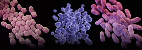 Bacteria | J. Craig Venter Institute