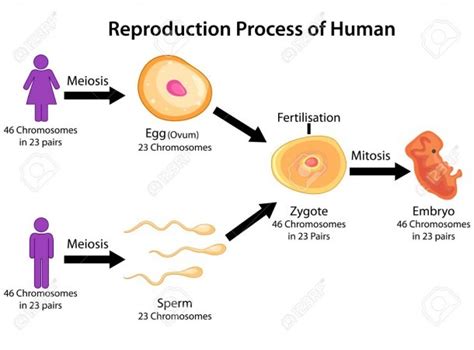 Image result for How Humans Reproduce