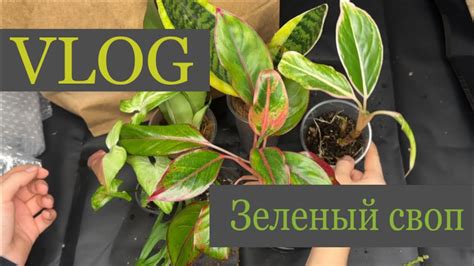 Vlog/ Цветочный своп🪴/ Ярмарка растений в Москве🌿 - YouTube