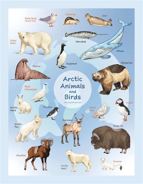 Arctic Animals