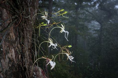 Ghost Orchid