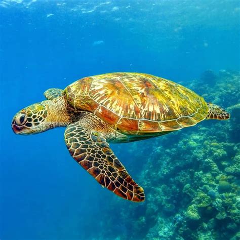 Image result for Turtle Programming Tutorial