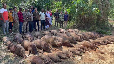 Destroyed fields set to harvest; Ottapalam Municipality kills 35 wild ...