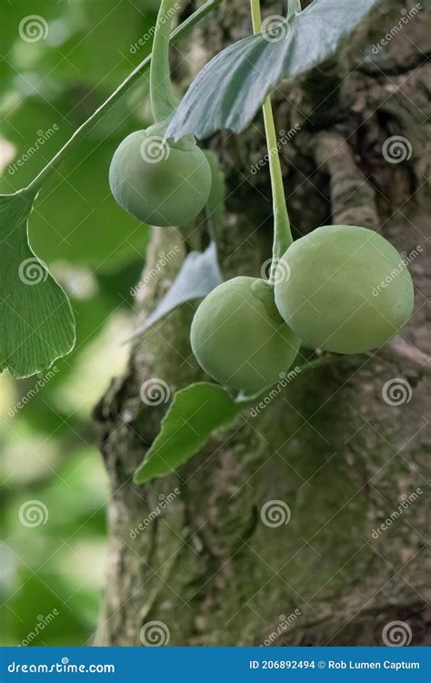 Maidenhair Tree Ginkgo Biloba, Fruits on a Tree Stock Photo - Image of family, traditional ...