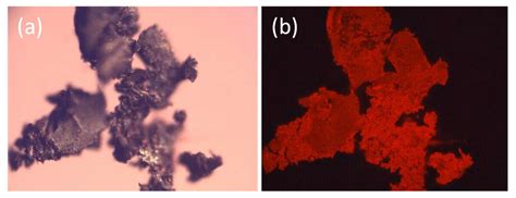 Isolation and Characterization of a Serratia rubidaea from a Shallow ...