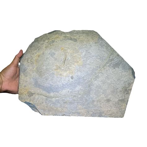 Dendritic Fossil Plate – CrystalCaveIndia