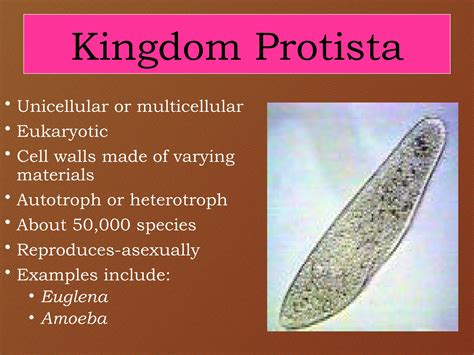 Taxonomy ppt class with introduction nd classification | PPTX