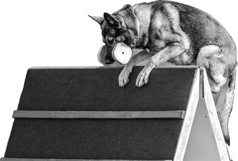 Pacific NW Regional Show & Breed Survey w/ GSSCC Breed Judge Darin ...