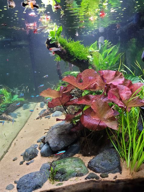 What do you get a tank for its birthday? : r/PlantedTank