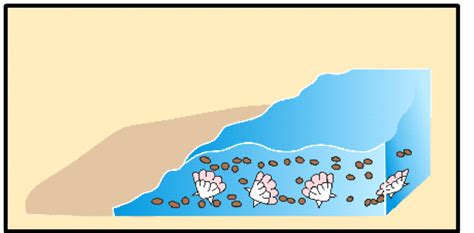 Unraveling the Past| A Deep Dive into Fossils