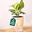 Kyari Combo of 4 Indoor Plants – Jade, Money Variegated, Rhoeo, Golden ...