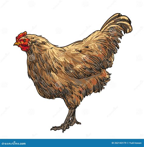 How To Draw A Broiler Chicken at Angus Champion blog
