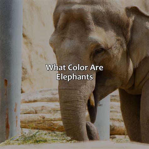 What Color Are Elephants Actually at Isabel Lacey blog
