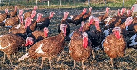 17 Farms Where You Can Find Local Turkey this Thanksgiving – Illinois ...