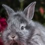 Image result for fluffy bunny wallpaper