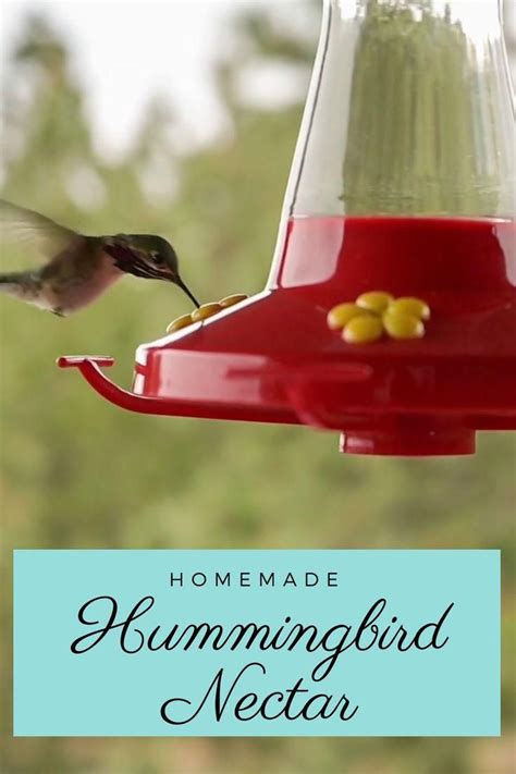 diy hummingbird nectar